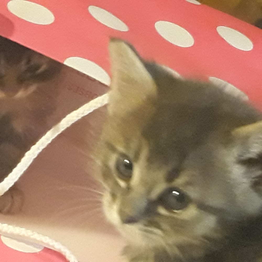 Meet your Posher, Minniee